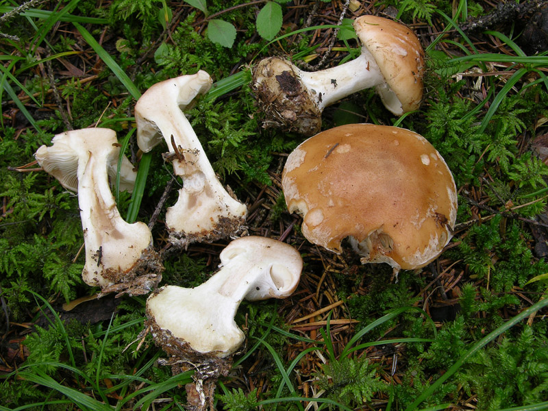 Finalmente Cortinarius.